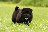 CHOW CHOW 569